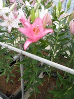 [1812 Barrage No02.JPG]